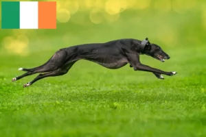 Lee más sobre el artículo Criadores de galgos y cachorros en Irlanda