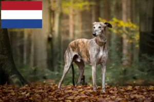 Lee más sobre el artículo Criadores de galgos y cachorros en los Países Bajos
