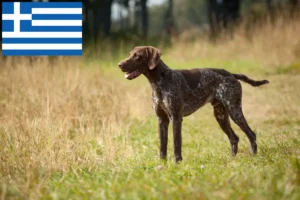 Lee más sobre el artículo Criadores de pelo corto alemán y cachorros en Grecia