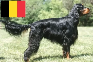 Lee más sobre el artículo Criadores y cachorros de Gordon Setter en Bélgica