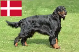 Lee más sobre el artículo Criadores y cachorros de Gordon Setter en Dinamarca