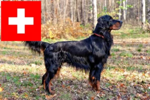 Lee más sobre el artículo Criadores y cachorros de Gordon Setter en Suiza