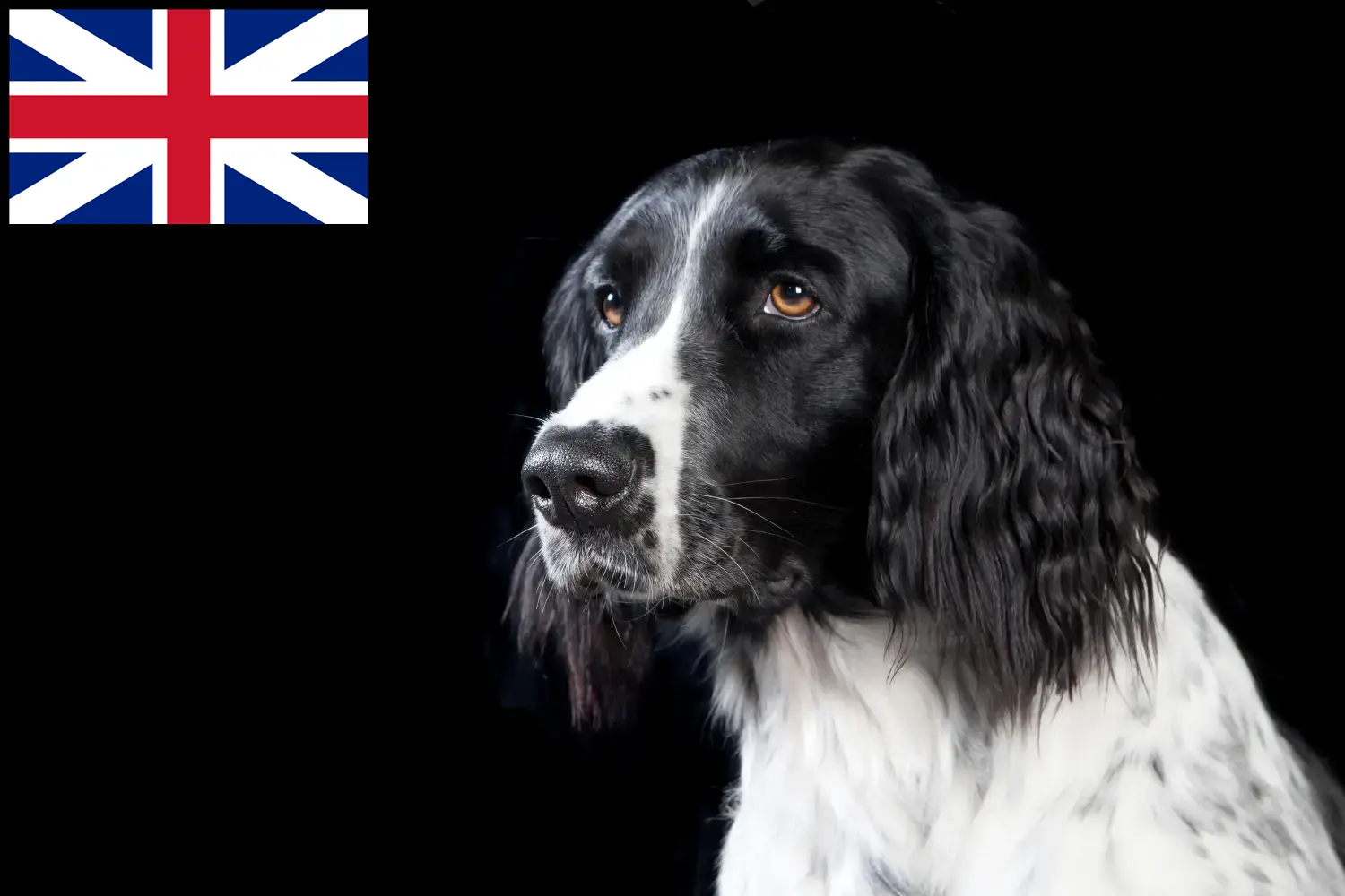 Gran Münsterländer cachorros y criadores Gran Bretaña Aquí puedes encontrar criadores de Gran Münsterland en Gran Bretaña.