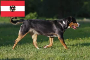 Lee más sobre el artículo Gran Boyero Suizo Criador y Cachorros en Austria