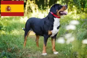 Lee más sobre el artículo Gran Perro Suizo de Montaña Criador y Cachorros en España