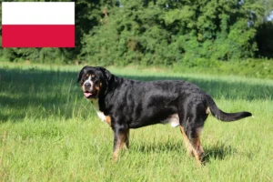 Lee más sobre el artículo Gran Perro Suizo de Montaña criador y cachorros en Polonia