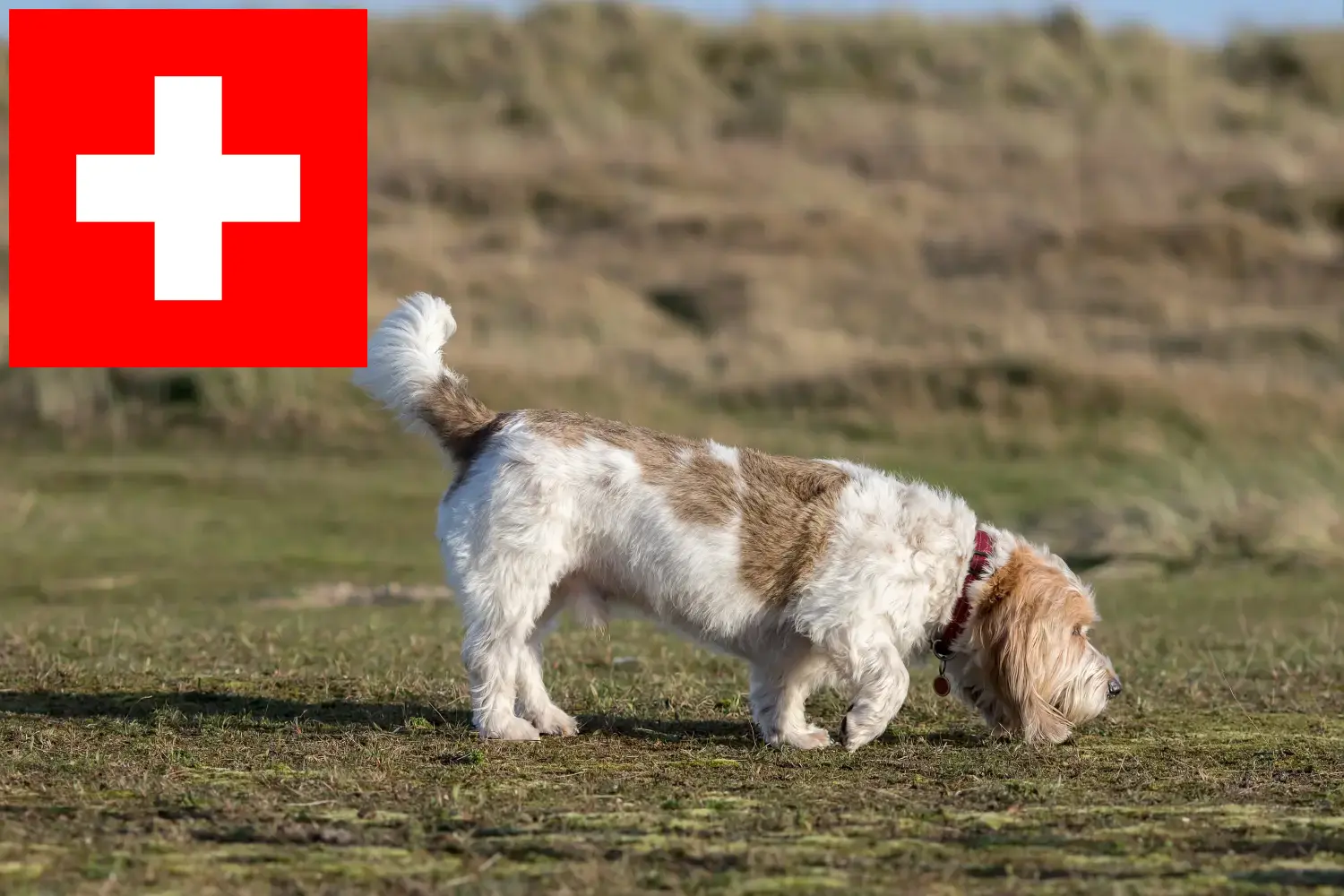 Grand Basset Griffon Vendéen cachorros y criadores Suiza Encontrar criadores de Grand Basset Griffon Vendéens en Suiza.