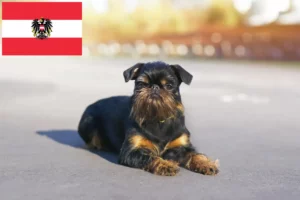 Lee más sobre el artículo Criadores de Grifón enano belga y cachorros en Austria