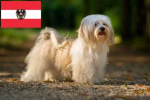 Lee más sobre el artículo Criadores de Bichón Habanero y cachorros en Austria