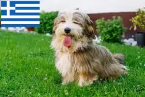 Lee más sobre el artículo Criadores de Habaneros y cachorros en Grecia
