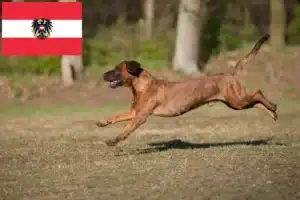 Lee más sobre el artículo Hannoverscher Schweißhund criadores y cachorros en Austria