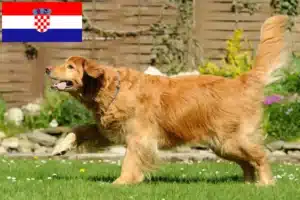 Lee más sobre el artículo Criadores de Hovawart y cachorros en Croacia