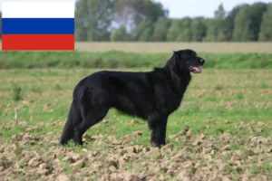 Lee más sobre el artículo Criadores y cachorros de Hovawart en Rusia