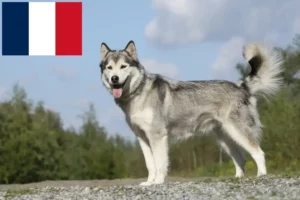 Lee más sobre el artículo Criadores de huskys y cachorros en Francia