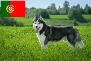 Lee más sobre el artículo Criadores de huskys y cachorros en Portugal