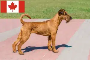 Lee más sobre el artículo Criadores y cachorros de Terrier irlandés en Canadá