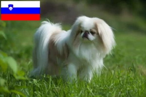 Lee más sobre el artículo Criadores de Chin japonés y cachorros en Eslovenia