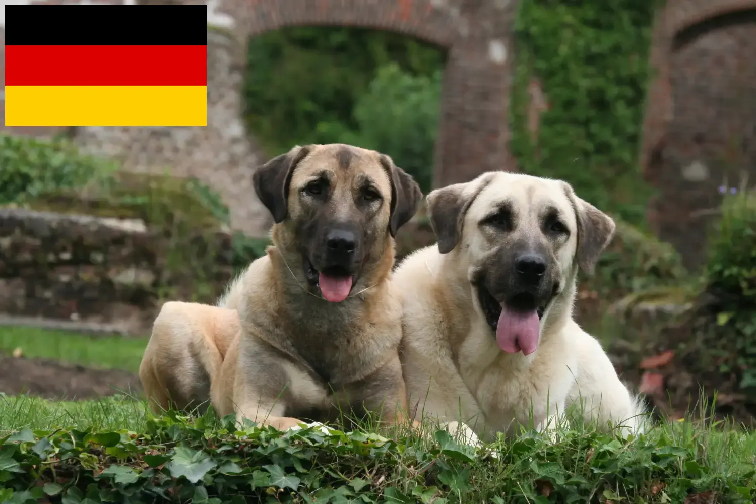 Lee más sobre el artículo Criadores y cachorros de Kangal en Alemania