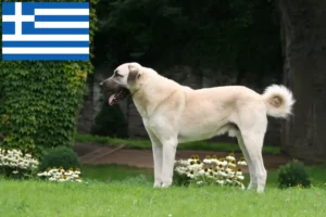 Lee más sobre el artículo Criadores y cachorros de Kangal en Grecia