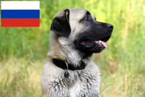Lee más sobre el artículo Criadores de Kangal y cachorros en Rusia