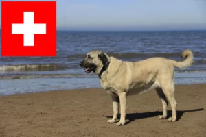 Lee más sobre el artículo Criadores de Kangal y cachorros en Suiza
