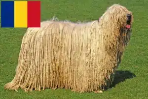 Lee más sobre el artículo Criadores y cachorros de Komondor en Rumanía