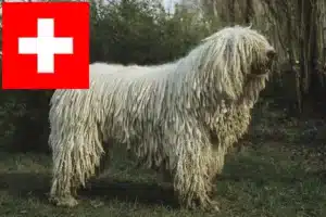 Lee más sobre el artículo Criadores de Komondor y cachorros en Suiza