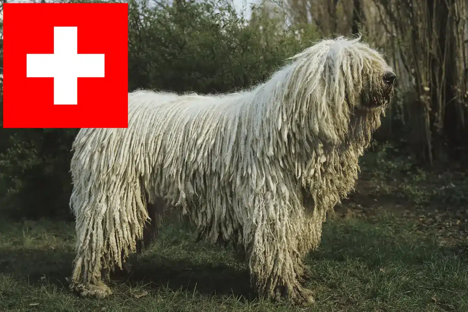 Lee más sobre el artículo Criadores de Komondor y cachorros en Suiza