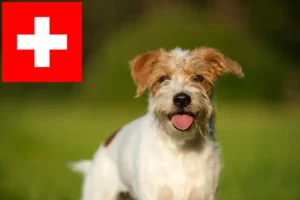 Lee más sobre el artículo Criadores y cachorros de Kromfohrländer en Suiza