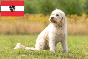 Lee más sobre el artículo Criadores y cachorros de Labradoodle en Austria