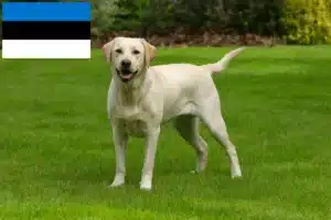 Lee más sobre el artículo Criadores de labradores y cachorros en Estonia