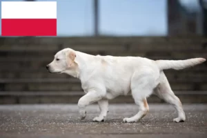 Lee más sobre el artículo Criadores de labradores y cachorros en Polonia