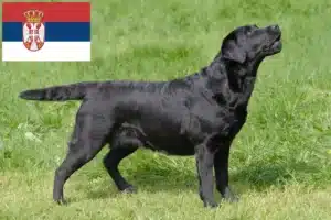 Lee más sobre el artículo Criadores de labradores y cachorros en Serbia