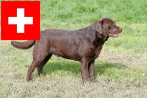 Lee más sobre el artículo Criadores de labradores y cachorros en Suiza