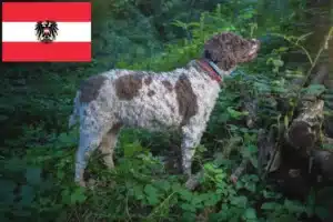 Lee más sobre el artículo Criadores de Lagotto Romagnolo y cachorros en Austria