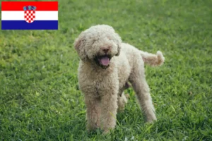 Lee más sobre el artículo Criadores de Lagotto Romagnolo y cachorros en Croacia