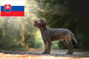 Lee más sobre el artículo Criadores de Lagotto Romagnolo y cachorros en Eslovaquia