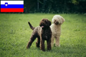 Lee más sobre el artículo Criadores de Lagotto Romagnolo y cachorros en Eslovenia