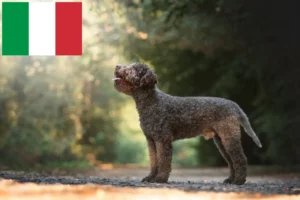 Lee más sobre el artículo Criadores y cachorros de Lagotto Romagnolo en Italia