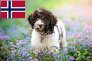Lee más sobre el artículo Criadores de Lagotto Romagnolo y cachorros en Noruega