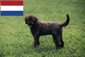 Lee más sobre el artículo Criadores de Lagotto Romagnolo y cachorros en los Países Bajos