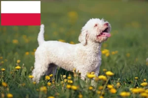 Lee más sobre el artículo Criadores de Lagotto Romagnolo y cachorros en Polonia