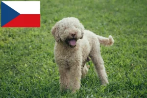 Lee más sobre el artículo Criadores y cachorros de Lagotto Romagnolo en la República Checa
