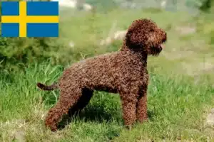 Lee más sobre el artículo Criadores y cachorros de Lagotto Romagnolo en Suecia