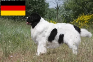 Lee más sobre el artículo Criadores de Landseer y cachorros en Alemania