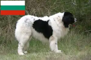 Lee más sobre el artículo Criadores de Landseer y cachorros en Bulgaria