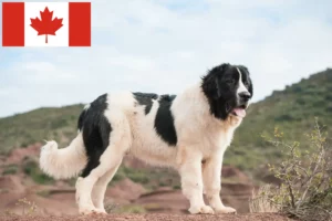Lee más sobre el artículo Criadores de Landseer y cachorros en Canadá