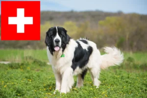 Lee más sobre el artículo Criadores de Landseer y cachorros en Suiza