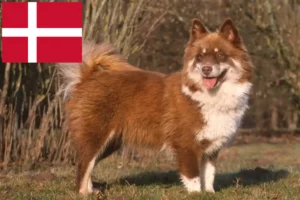 Lee más sobre el artículo Criadores de Lapphund finlandés y cachorros en Dinamarca