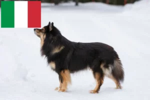 Lee más sobre el artículo Criadores y cachorros de Lapphund finlandés en Italia